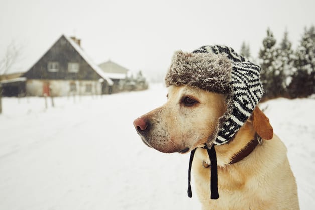 5-Steps-to-Keep-Pets-Safe-in-Freezing-Temperatures