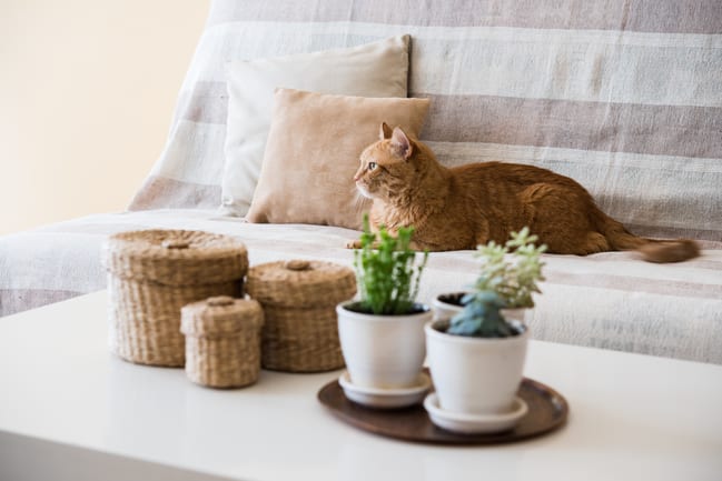 7-unique-but-effective-ways-to-deal-with-spring-allergies
