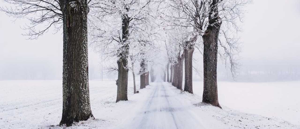 snowy-tree-lined-lane